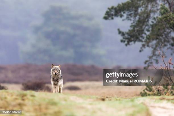 wolf, de hoge veluwe national park, netherlands - wolf stockfoto's en -beelden