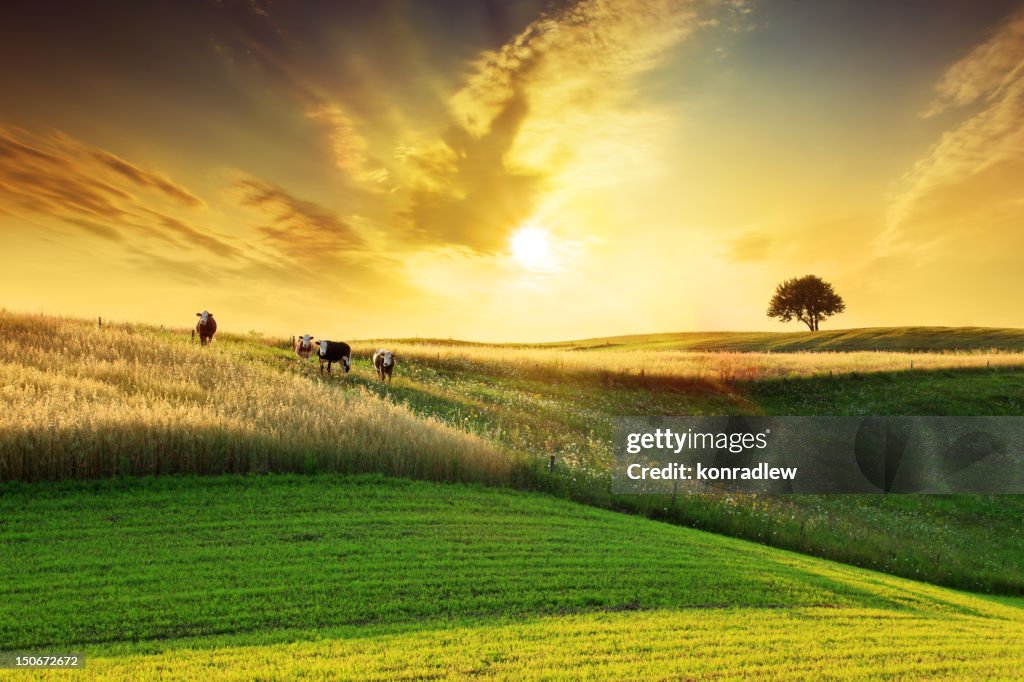 Golden Sunset over Idyllic Farmland Landscape