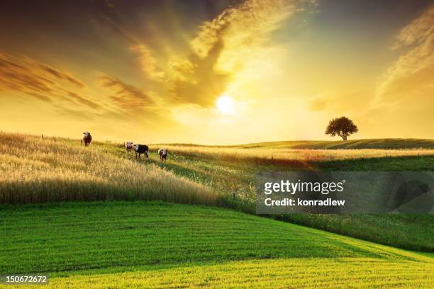 golden sunset over idyllic farmland landscape - livestock stock pictures, royalty-free photos & images