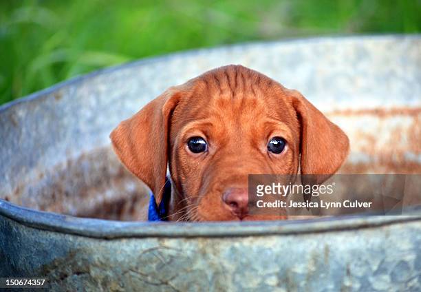 vizsla puppy in tub - vizsla stock pictures, royalty-free photos & images