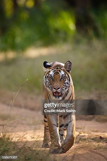 bengal tiger - bandhavgarh national park stock pictures, royalty-free photos & images