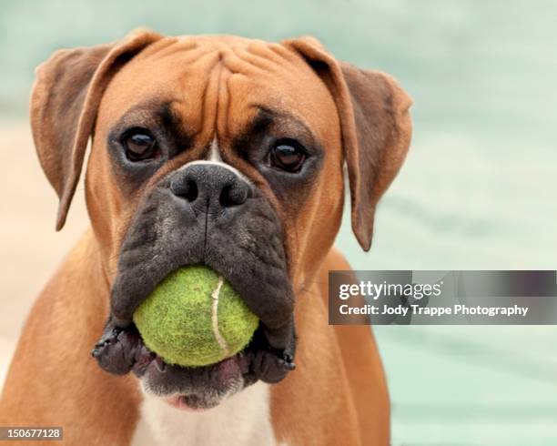 boxer dog - boxer dog ストックフォトと画像