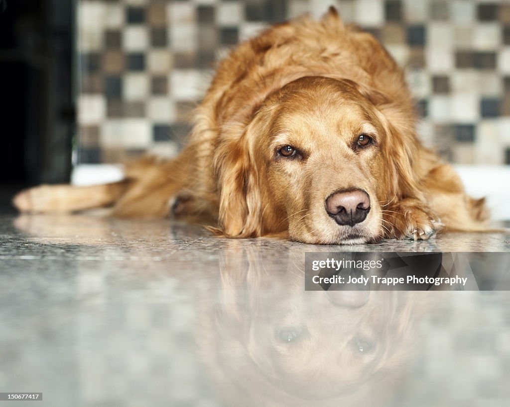 Golden retriever