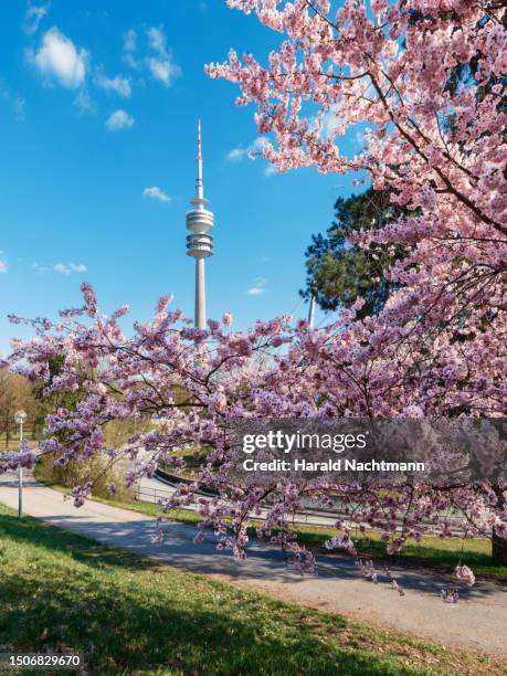 cherry blossoms against sky, munich, bavaria, germany - hanami stock-fotos und bilder