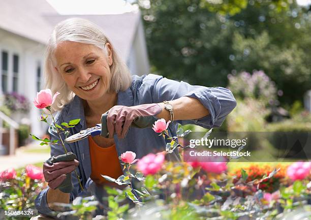 senior woman trimming flowers - tuinhandschoen stockfoto's en -beelden