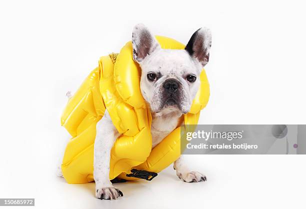 dog with jacket - life jacket bildbanksfoton och bilder