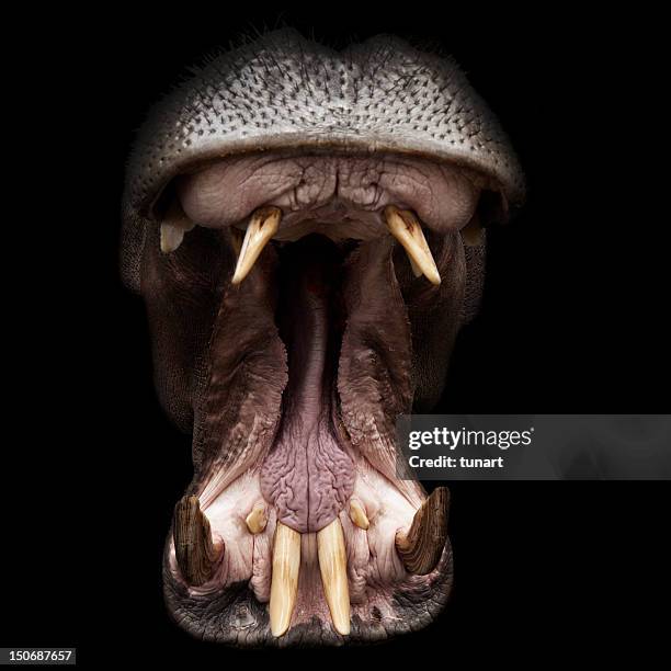 hipopótamo - boca de animal fotografías e imágenes de stock