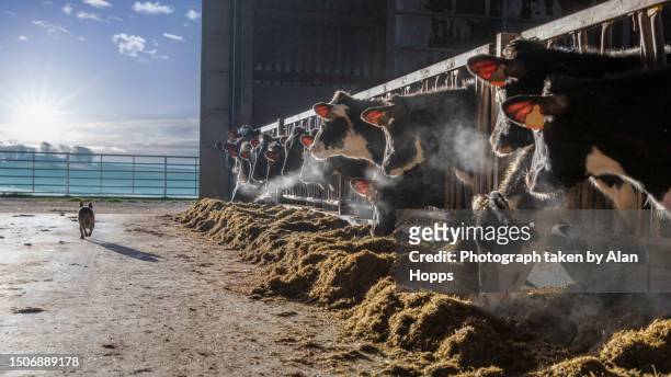 a dog walking past a group of holstein heifers in a shed - cow winter imagens e fotografias de stock