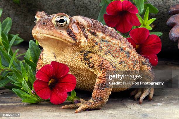 Toad Jpg Largest Toad Photos and Premium High Res Pictures - Getty Images