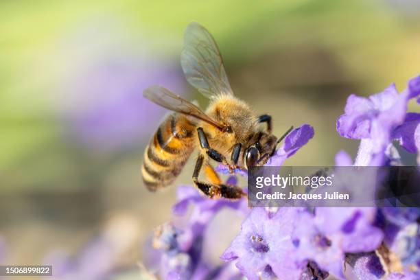bee gathering pollen - giant bee stock pictures, royalty-free photos & images