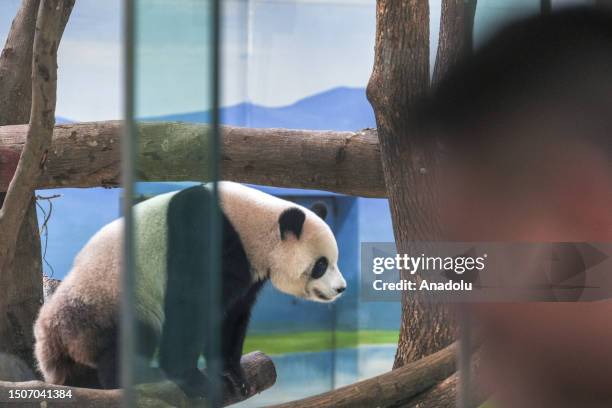 Yuan Bao, Taiwan female born panda is seen at the Taipei Zoo during the first Taiwan born Panda called Yuan Zai's 10th birthday in Taipei, Taiwan on...