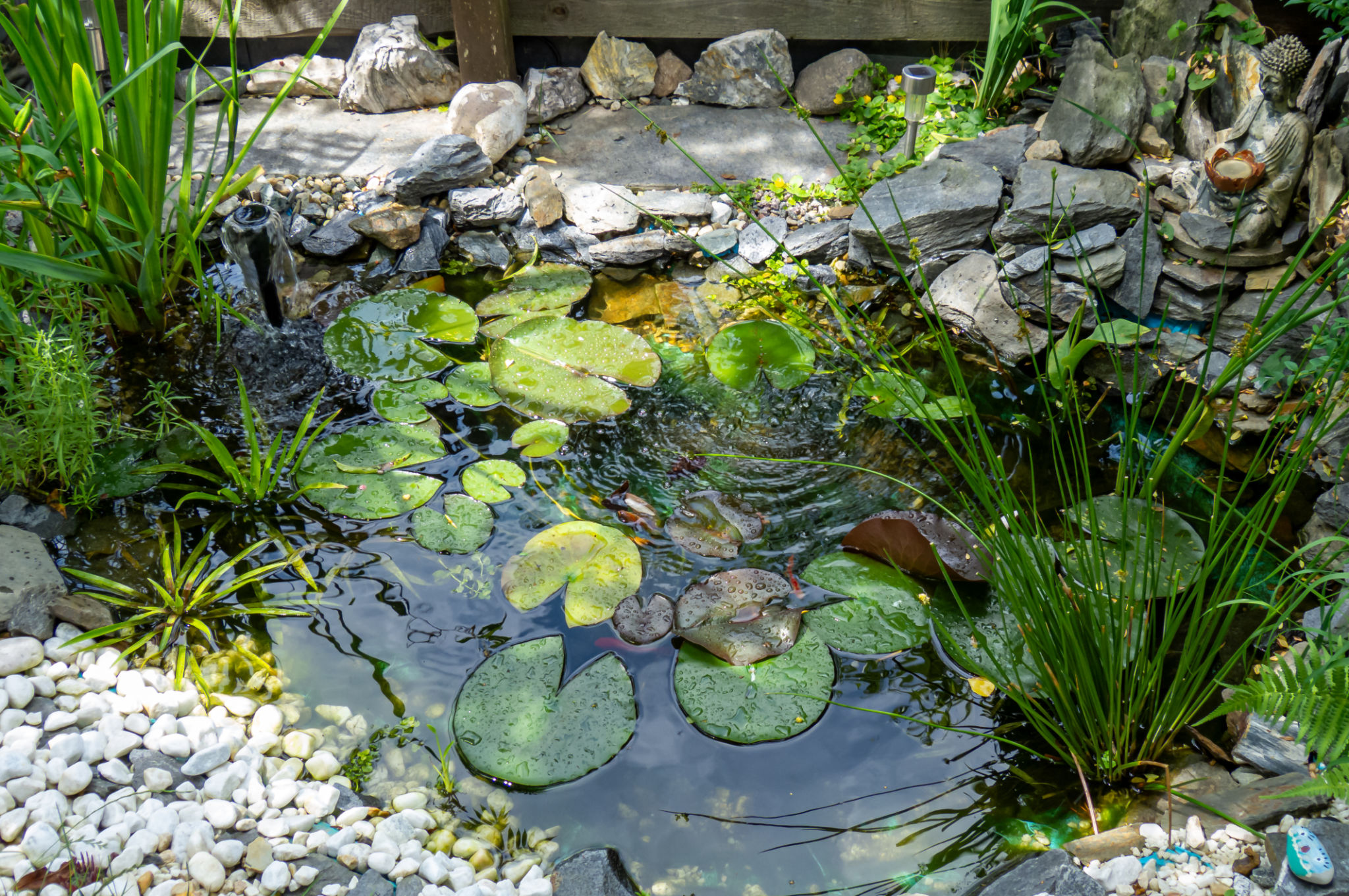 small backyard pool