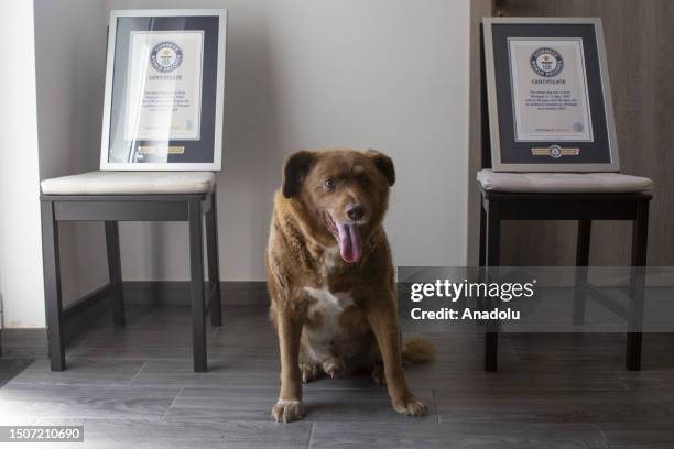 Year-old dog Bobi poses with his Guinness World Record certificates in Leiria, Portugal on July 2, 2023. Bobi holds the Guinness World Record for the...