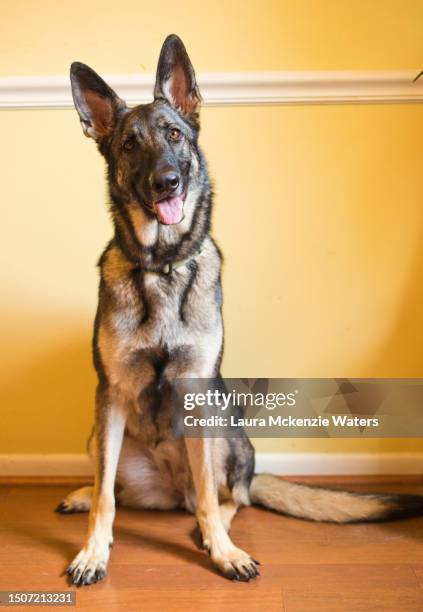 german shepherd pup portrait - german shepherd face stock pictures, royalty-free photos & images