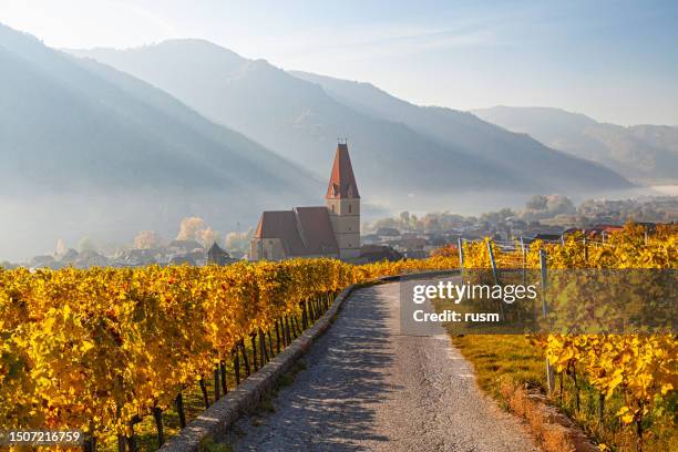 weisenkirchen in der wachau vineyards at autumn morning with fog over danube river. wachau valley, austria - dürnstein stockfoto's en -beelden