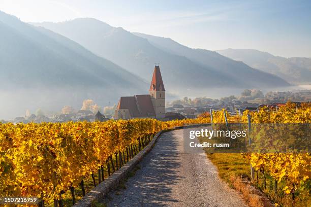 weisenkirchen in der wachau vinhedos na manhã de outono com neblina sobre o rio danúbio. wachau valley, áustria - durnstein - fotografias e filmes do acervo