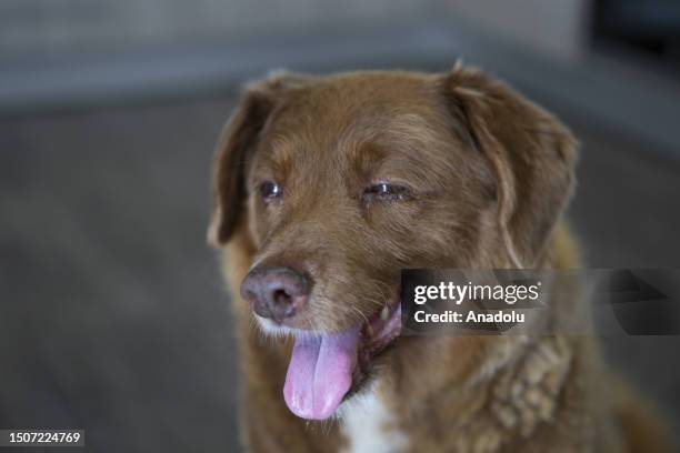 Year-old dog Bobi is seen in Leiria, Portugal on July 2, 2023. Bobi holds the Guinness World Record for the oldest living dog and has never been...