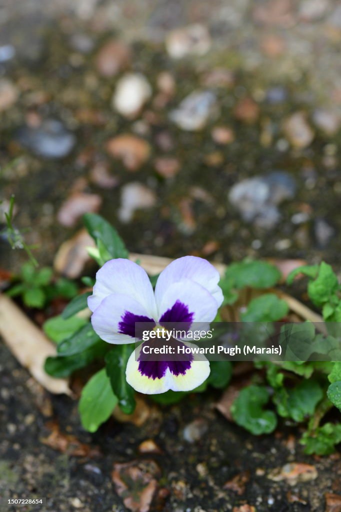 A Pansy In A Concrete Crack High-Res Stock Photo - Getty Images