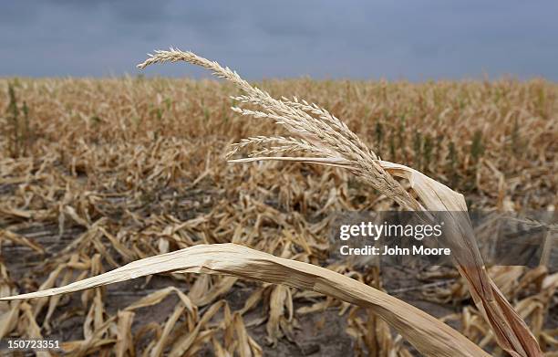 Dry stalks of corn, ravaged by drought, stand in a failed corn field on August 24, 2012 near Colby, Kansas. Most of Kansas is still in extreme or...
