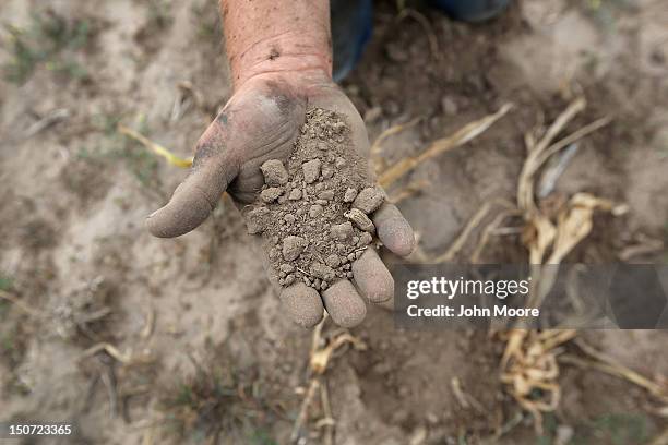 Darren Becker sifts through arid topsoil under a ruined crop on the family farm on August 24, 2012 in Logan, Kansas. Like many Kansas farmers who's...