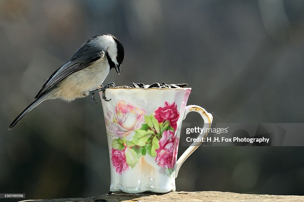 Chickadee perched on teacup