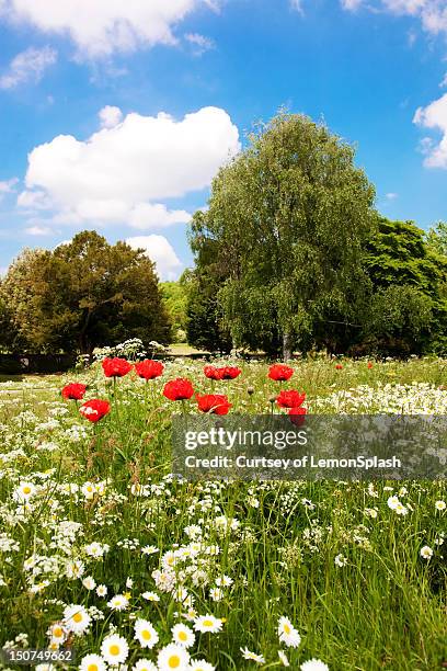 west dean gardens - chichester stockfoto's en -beelden