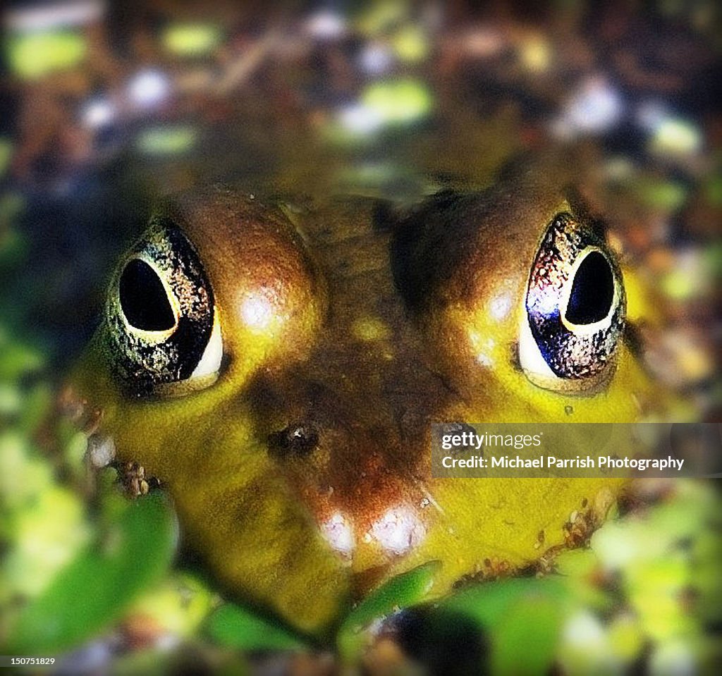 Green frog