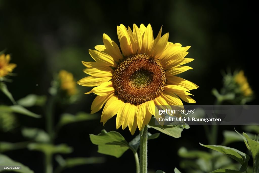 FRANCE, Sunflower in Provence.