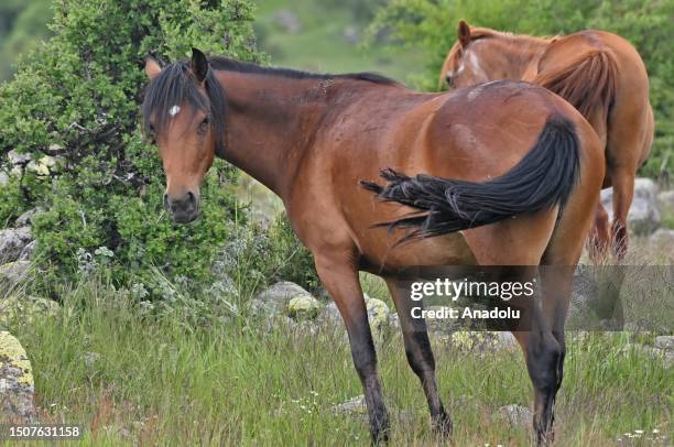 Wild horses and foals are seen on the greenish plateau with high altitude in Beypazari district of Ankara, Turkiye on June 13, 2023.