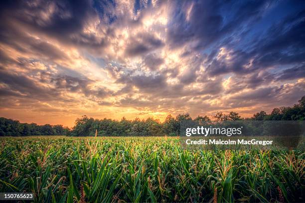 cornfield at sunset - murfreesboro tennessee stock pictures, royalty-free photos & images