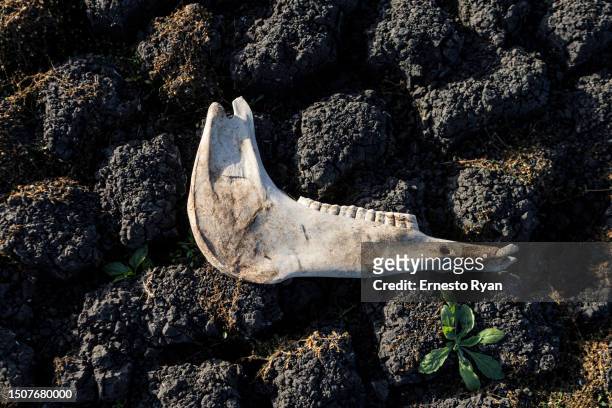 An animal bone is seen in a dry section of the Santa Lucia river at the Paso Severino reservoir on July 01, 2023 in Florida, Uruguay. 'La Niña'...
