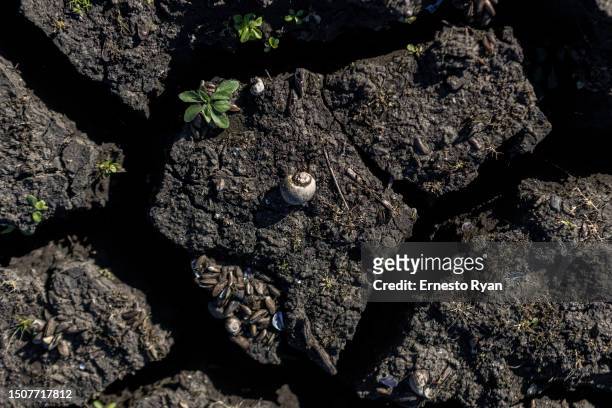 Snail shell is seen in a dry section of the Santa Lucia river at the Paso Severino reservoir on July 01, 2023 in Florida, Uruguay. 'La Niña' climatic...