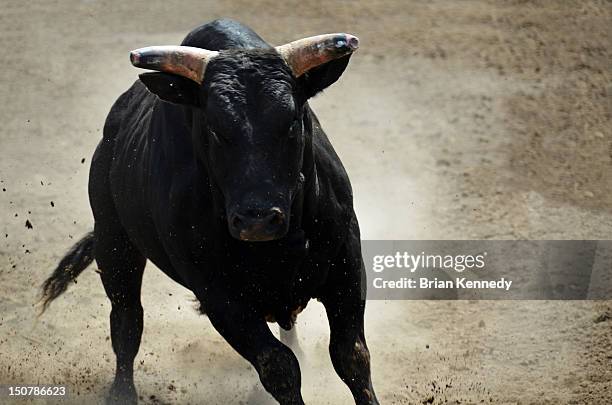 Bull Rashions Angry Bull Charging