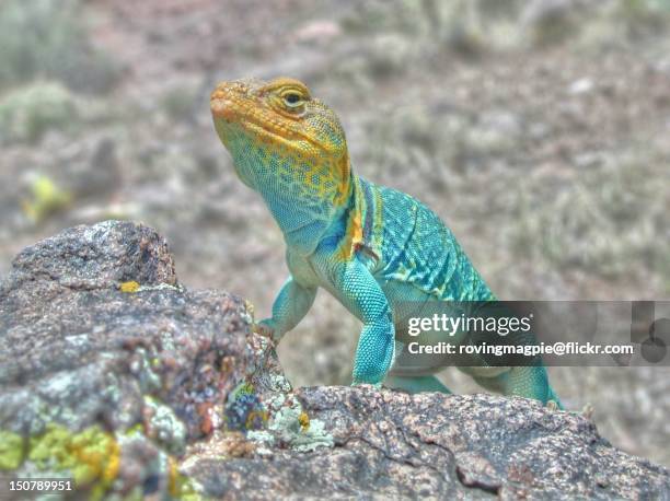 lizard - colorado national monument stockfoto's en -beelden