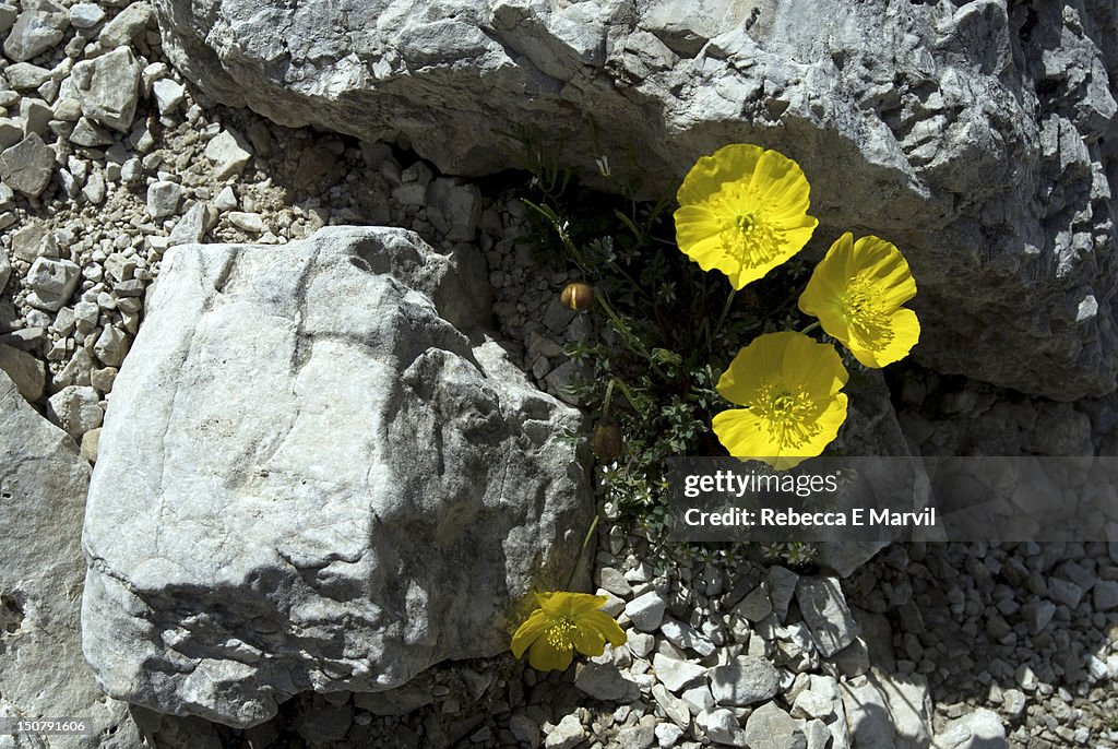 Rhaetian poppies in Dolomites, Italy