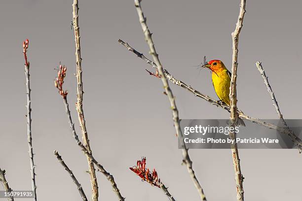 western tanager on ocotillo - piranga ludoviciana stock pictures, royalty-free photos & images
