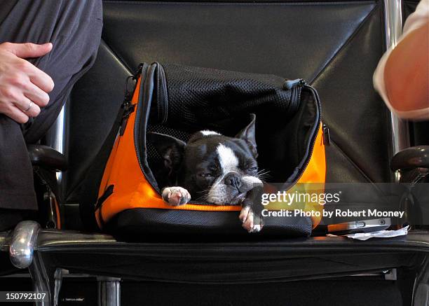 dog in carry-on container - carry on bag bildbanksfoton och bilder