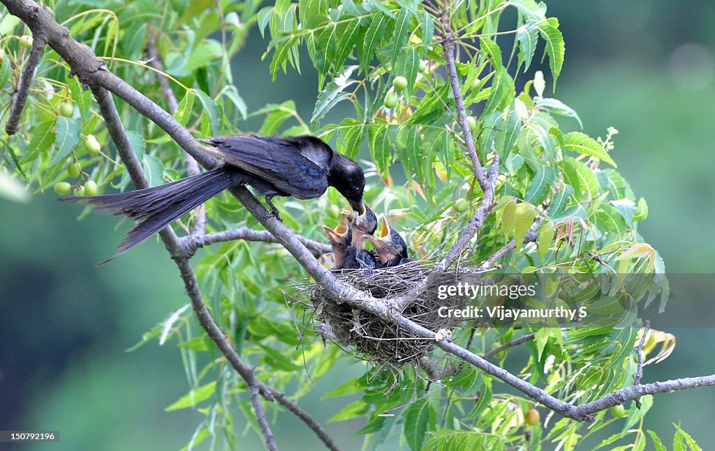 Feeding Drongo High Res Stock Photo Getty Images feeding-drongo-high-res-stock-photo-getty-images