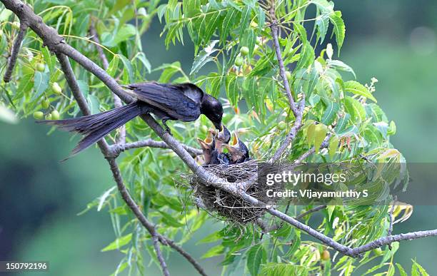 feeding drongo - bird nest bildbanksfoton och bilder