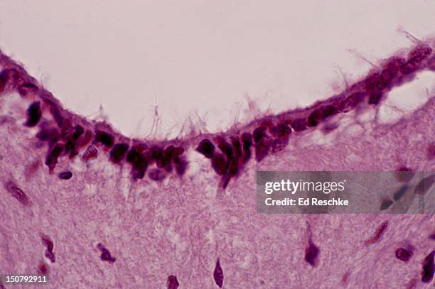 ependymal cells and central canal, spinal cord - liquor stockfoto's en -beelden