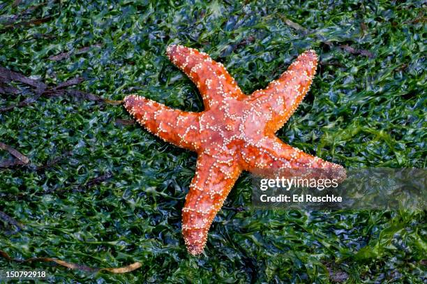 ochre sea star (pisaster ochraceus) on green algae - starfish stock pictures, royalty-free photos & images