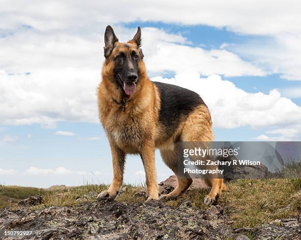 german shepherd dog on mountain - alsation stockfoto's en -beelden