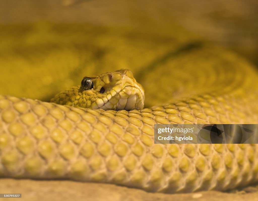 Mexican green rattler