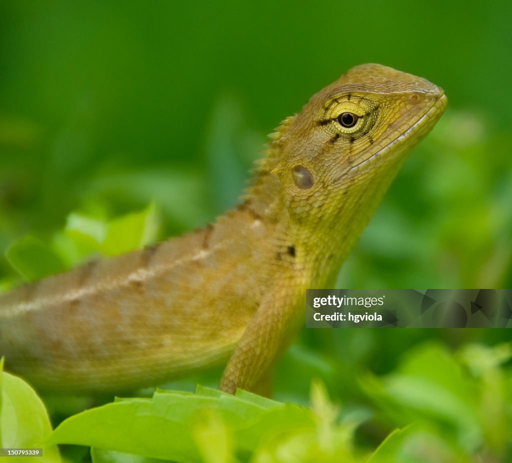 Cambodian lizard