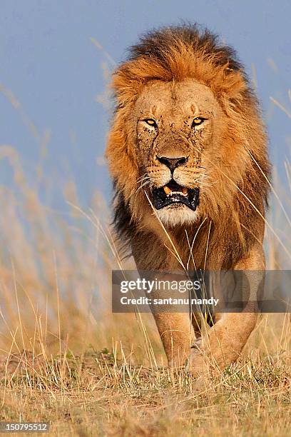 male lion - alpha males stock pictures, royalty-free photos & images