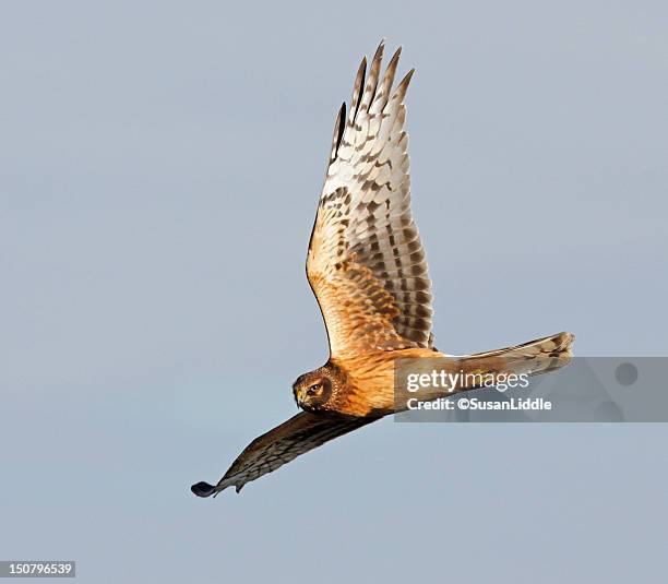 northern harrier in flight - cape may stock pictures, royalty-free photos & images