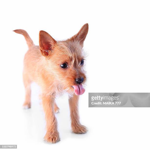 chihuahua puppy - toma panorámica fotografías e imágenes de stock