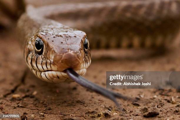 rat snake - rat snake stock pictures, royalty-free photos & images