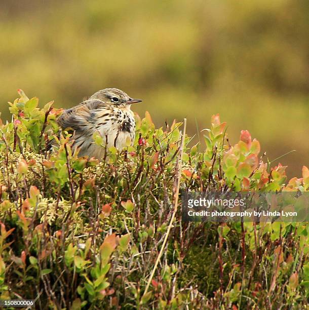 meadow pipit on nest - ennerdale water stock pictures, royalty-free photos & images