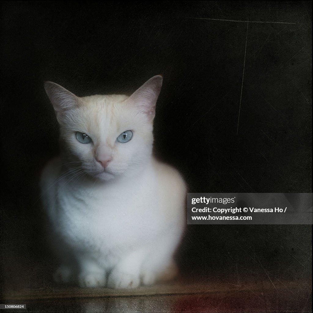 White cat